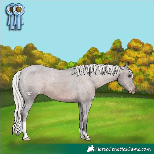 Horse Color:Silver Brown Varnish 