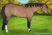 Horse Color:Brown Dun 