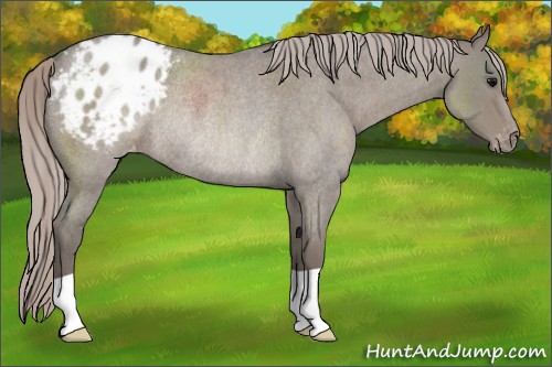 Horse Color:Silver Grullo Roan Appaloosa Rabicano 