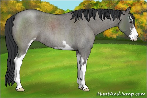 Horse Color:Grullo Roan Sabino 