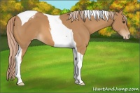 Horse Color:Chestnut Tobiano Blanket