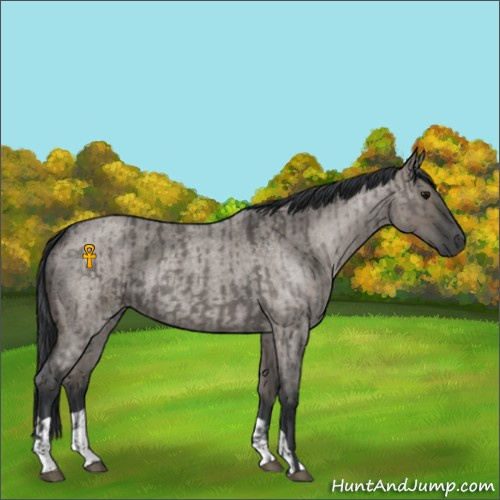 Horse Color:Grullo Roan  and Grullo Roan 