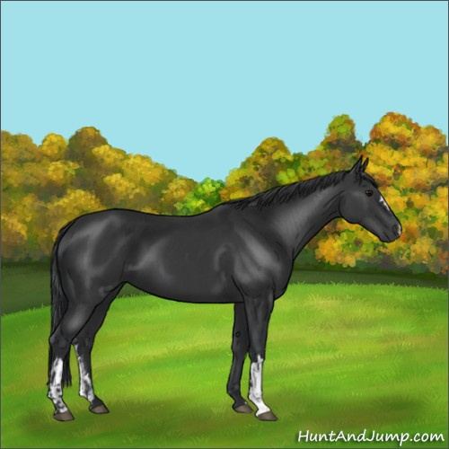 Horse Color:Black and Black