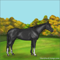 Horse Color:Black  and Black 