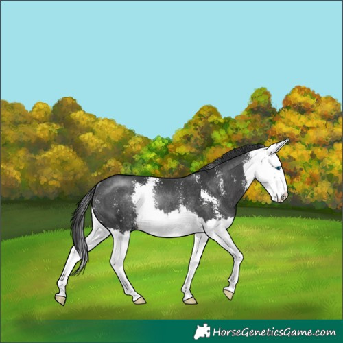 Horse Color:Black Mushroom Sabino Splash Rabicano 