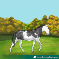 Horse Color:Black Mushroom Sabino Splash Rabicano 