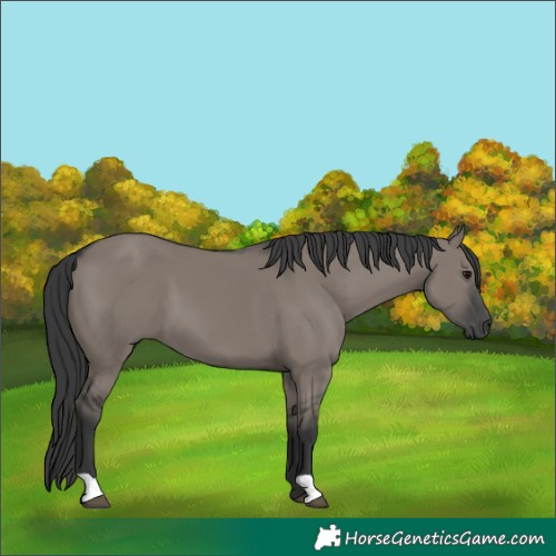 Horse Color:Grullo Mushroom 