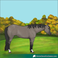 Horse Color:Grullo Mushroom 