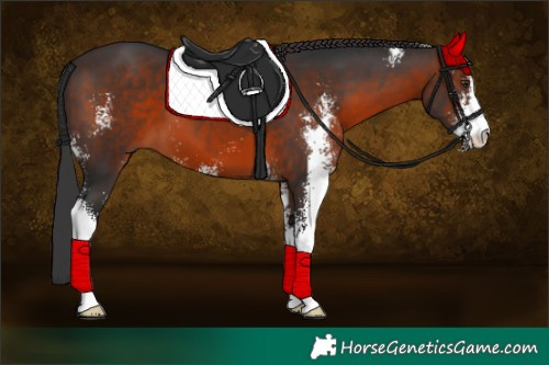 Horse Color:Brown Mushroom Sabino 