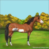Horse Color:Bay Frame 