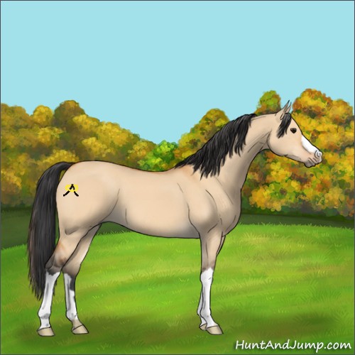 Horse Color:Bay Dun 