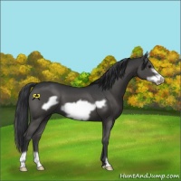 Horse Color:Black Frame 