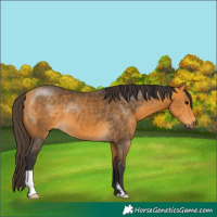 Horse Color:Buckskin 