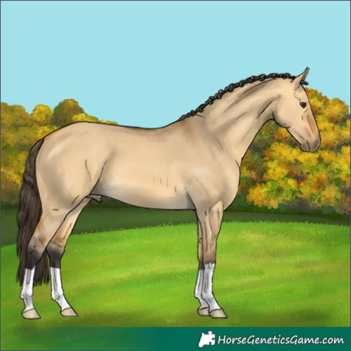 Horse Color:Buckskin Dun 