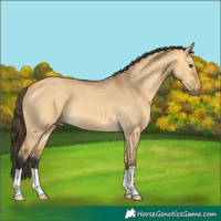 Horse Color:Buckskin Dun 