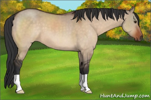 Horse Color:Brown Dun 