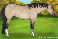 Horse Color:Brown Dun 