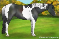 Horse Color:Black Tobiano 
