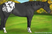 Horse Color:Black Appaloosa 