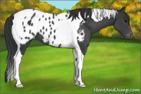 Horse Color:Black Tobiano Appaloosa