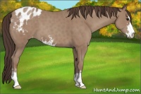 Horse Color:Classic Champagne Sabino Appaloosa 