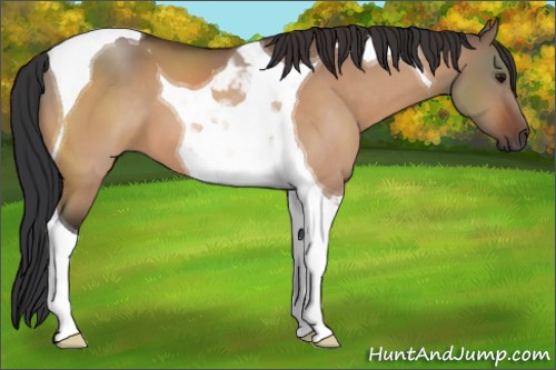 Horse Color:Bay Dun Tobiano 