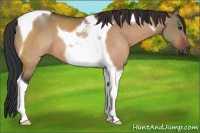 Horse Color:Bay Dun Tobiano 