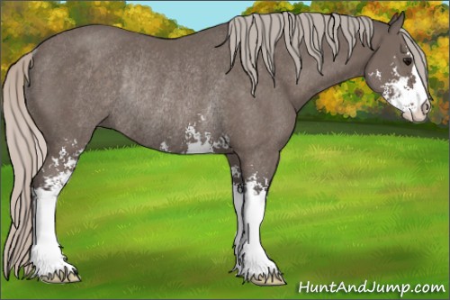 Horse Color:Silver Black Sabino Rabicano