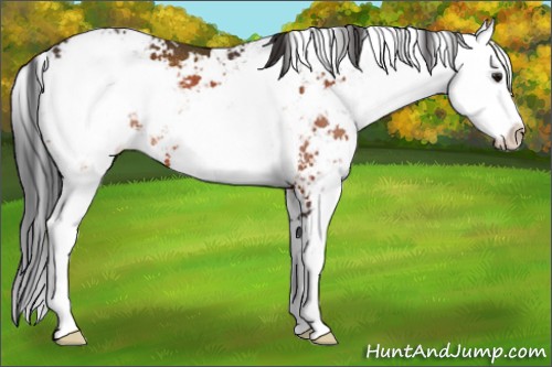 Horse Color:Bay Sabino Rabicano
