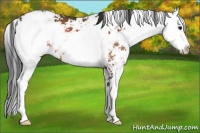 Horse Color:Bay Sabino Rabicano