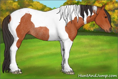 Horse Color:Bay Tobiano Rabicano