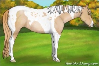 Horse Color:Chestnut Pearl Tobiano Rabicano 