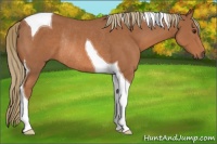 Horse Color:Chestnut Tobiano Rabicano