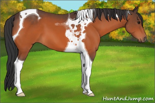 Horse Color:Bay Tobiano