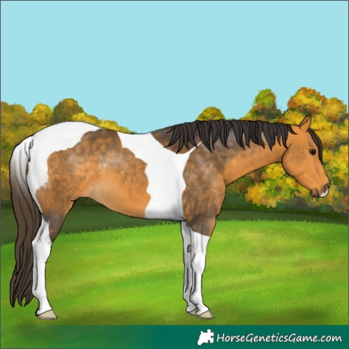 Horse Color:Buckskin Tobiano 