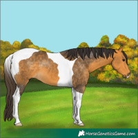 Horse Color:Buckskin Tobiano 