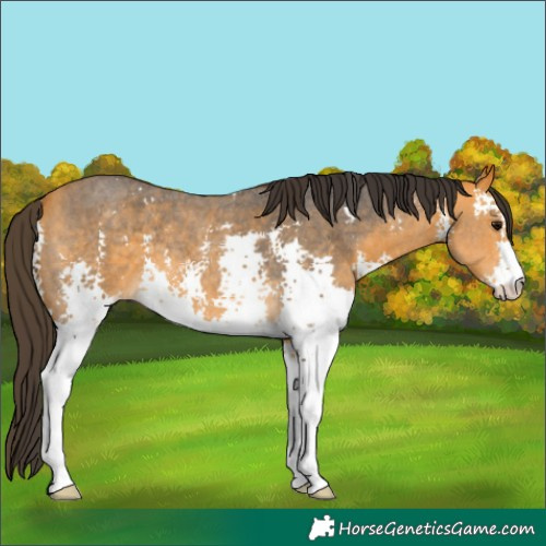Horse Color:Buckskin Sabino