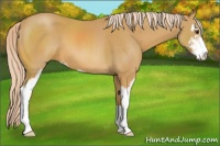 Horse Color:Palomino Sabino