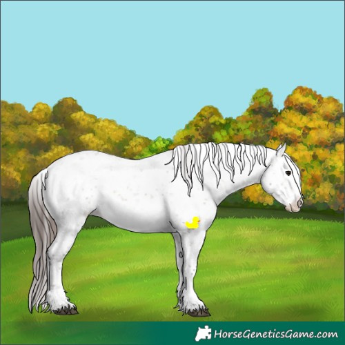 Horse Color:Brown Dun Sabino Appaloosa