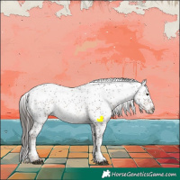 Horse Color:Liver Chestnut Sabino Rabicano 