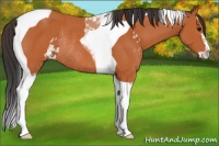 Horse Color:Bay Sabino Tobiano Rabicano 