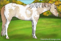 Horse Color:White Spotted Red Dun Tobiano Rabicano 