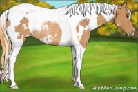 Horse Color:White Spotted Chestnut Tobiano Rabicano