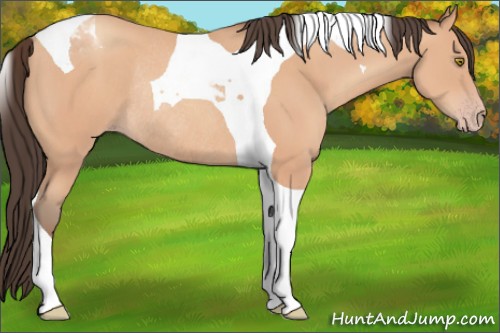 Horse Color:Amber Champagne Sabino Tobiano Rabicano 