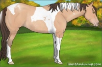Horse Color:Amber Champagne Sabino Tobiano Rabicano 