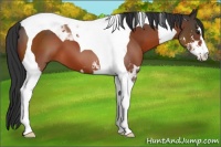 Horse Color:Brown Sabino Tobiano