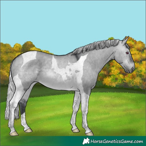 Horse Color:Silver Brown Chinchilla Dun Tobiano 