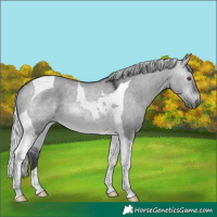 Horse Color:Silver Brown Chinchilla Dun Tobiano 