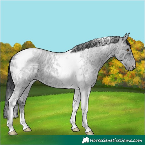 Horse Color:Grullo Chinchilla Ice Roan Tobiano 