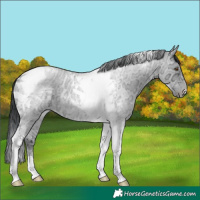 Horse Color:Grullo Chinchilla Ice Roan Tobiano 